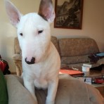 Susi